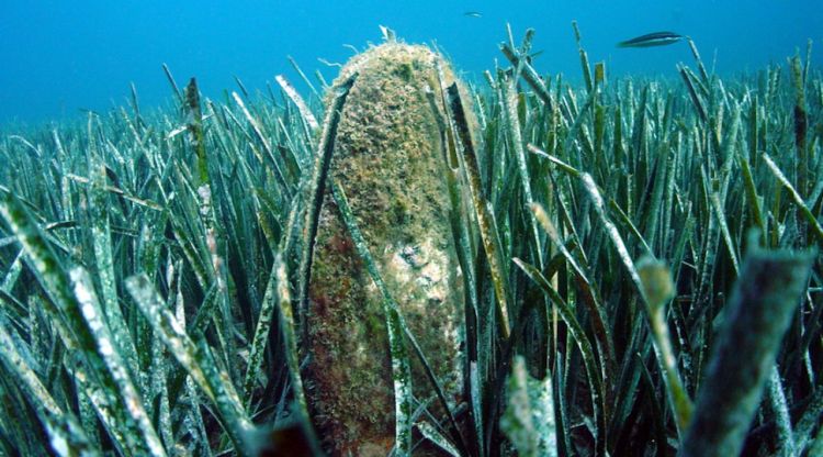 Un exemplar de nacra adult, abans de l'arribada del paràsit que va arrasar l'espècie a la Costa Brava i arreu del litoral