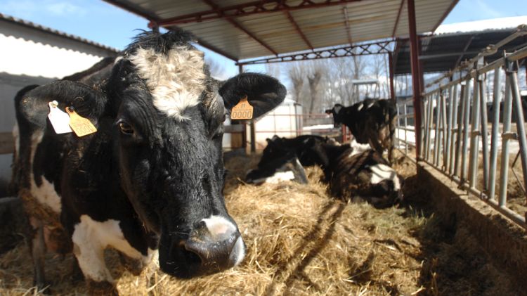 Imatge de vaques a l'explotació de Pere Arderiu © ACN