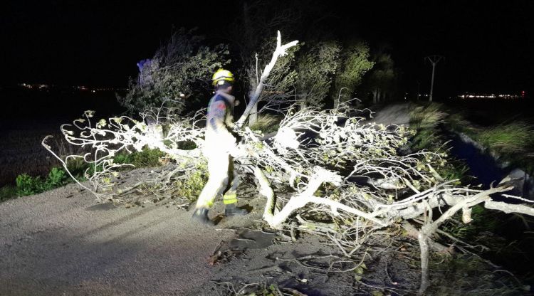 Un arbre caigut a l'N-340a a Aldea (Baix Ebre)