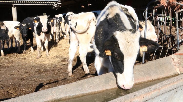 Un vedell bevent en un abeurador en una granja a Castelló d'Empúries. ACN