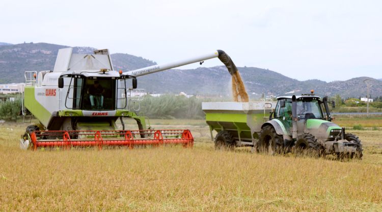 Una màquina recol·lectora descarrega l'arròs a un tractor mentre sega un arrossar a la Ràpita. ACN