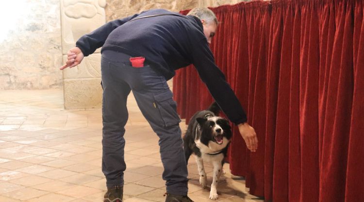L'ensinistrador d'un gos demana que olori la cortina per veure si hi ha bernats marbrejats a l'església vella de Castellfollit de la Roca. ACN