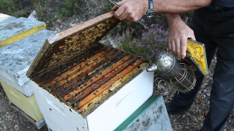 Un apicultor recollint la mel d'un rusc (arxiu) © ACN