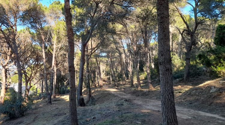 Els treballs que s'han realitzat en un tram del camí de ronda a la zona del parc de Cap Gros, amb neteja del sotabosc