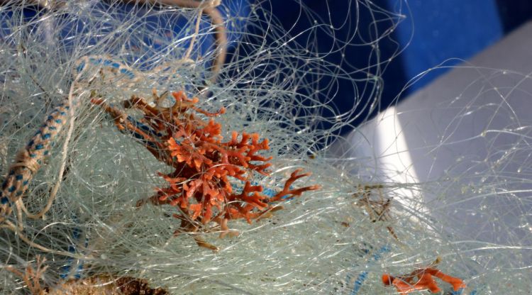 Corall capturat accidentalment per una xarxa de pescadors. ACN