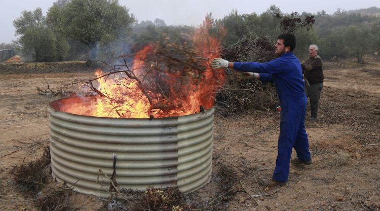 Un pagès tirant restes de poda d'una finca a un forn per fer biocarbó (arxiu). ACN