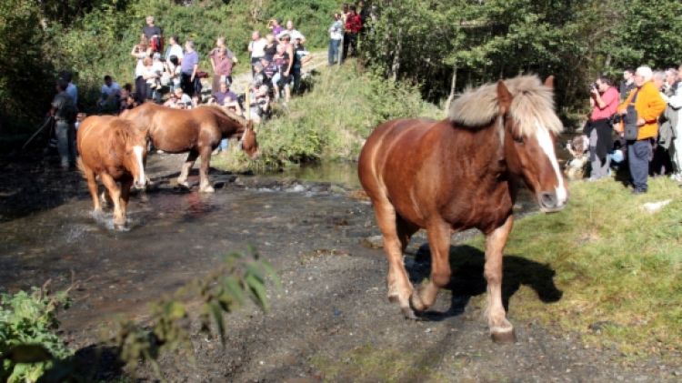 Milers de persones s'han concentrat a la fira ramadera de la 'Tria dels Mulats' d'Espinavell © ACN