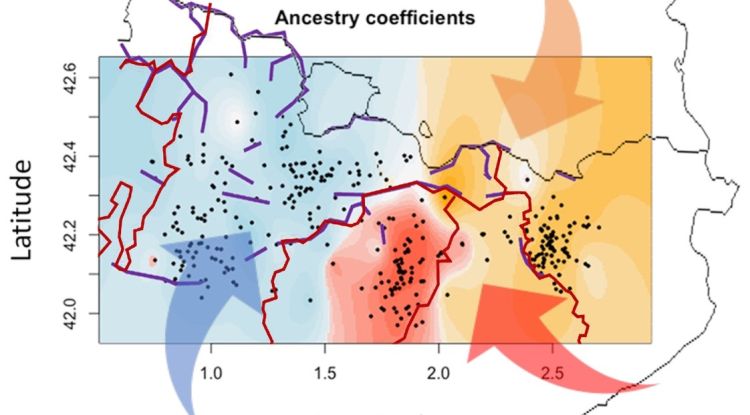 Mapa on es veu com l'orografia (línies morades), els límits dels bisbats (línies vermelles) i els fluxos migratoris històrics (fletxes) han modelat el perfil genètic de les poblacions rurals del Pirineu (zones en color)