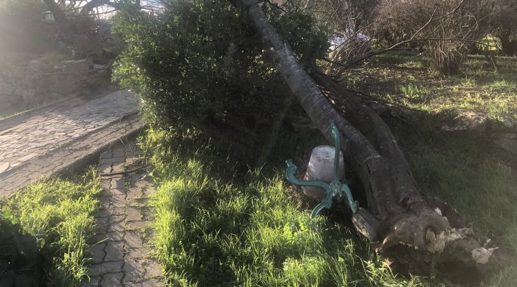 Un arbre tombat per la tramuntana avui a l'Empordà. Pere Maruny