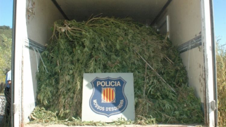 Les plantes de marihuana confiscades pels Mossos © ACN