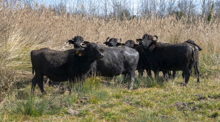 Un ramat de búfals d'aigua pasturen per una zona d'aiguamolls de l'estany de Banyoles