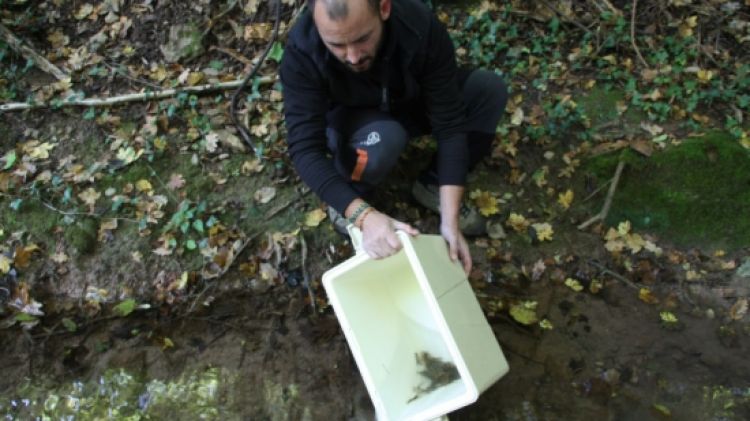 Un moment de l'alliberament de crancs autòctons a la Garrotxa © ACN