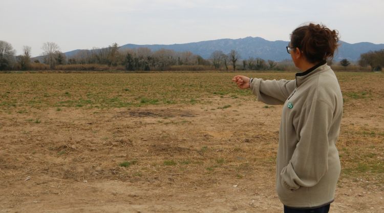 La propietària de Mas Bech de Castelló, Cristina Bech, mostra un dels camps que ja no cultivaran blat de moro. ACN