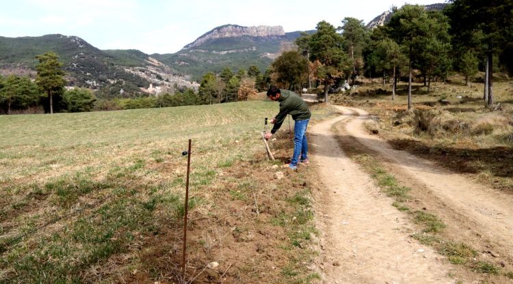 El ramader berguedà Martí Marginet arregla uns fils elèctrics que ha fet malbé el cérvol. ACN