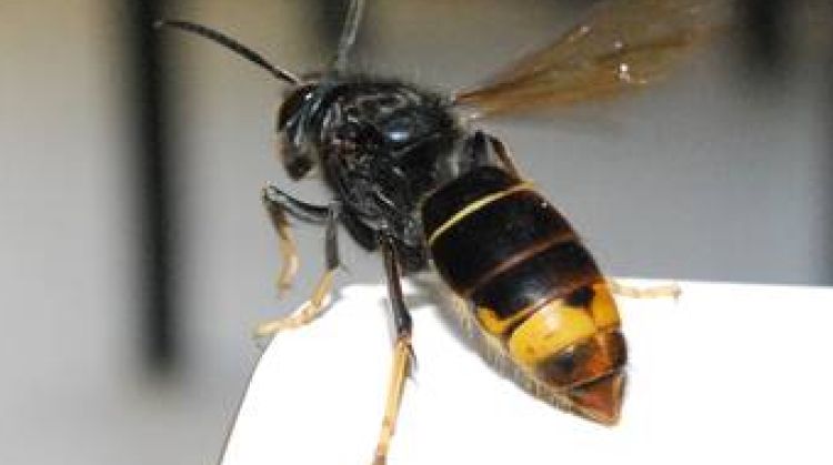Exemplar de vespa asiàtica © AG