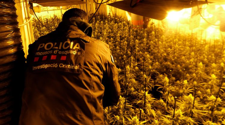 Un mosso a la plantació de marihuana descoberta a Palau-saverdera. ACN