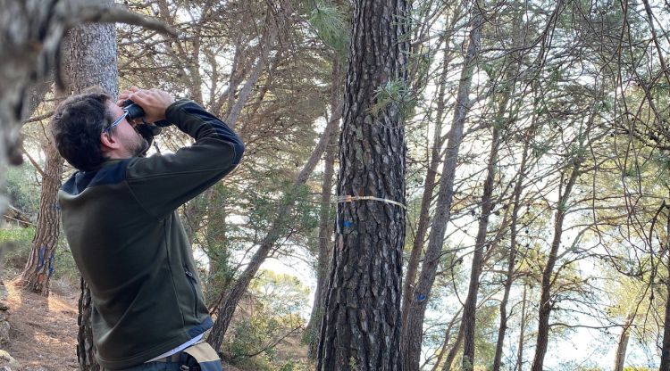 Un tècnic valorant la foliació d'un arbre al cap de Creus. ACN