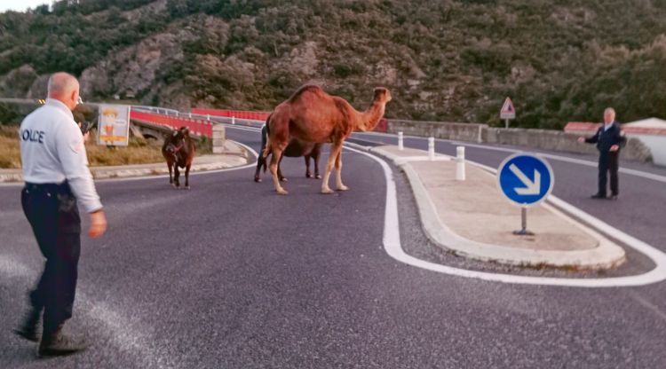 Algun dels bous i el dromedari que es van escapar del centre del Pertús. ACN