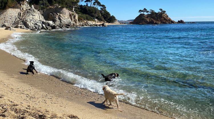 Gossos a la cala Belladona, entre Platja d'Aro i Sant Antoni de Calonge. ACN