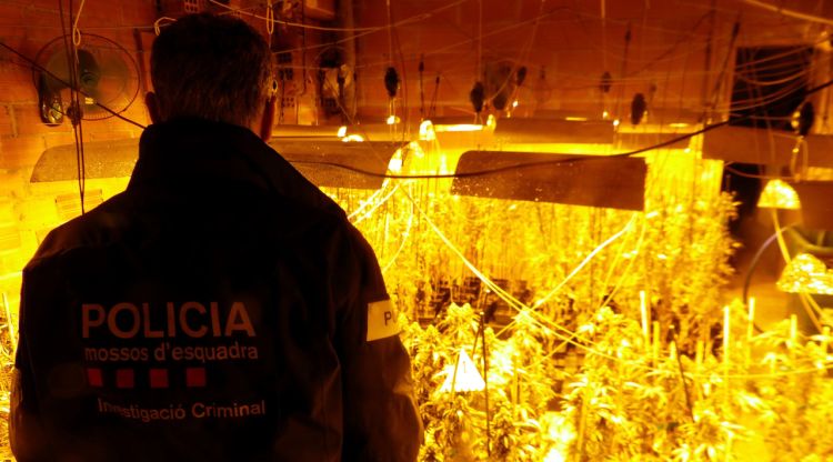 Un agent dels Mossos d'Esquadra a l'interior de la casa de Vilajuïga on la policia hi ha trobat 500 plantes de marihuana. ACN