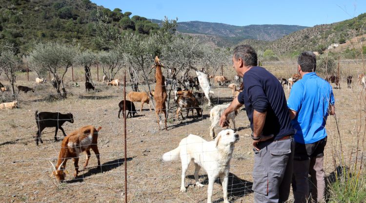 Els ramaders que van ajudar l'Antonio a baixar el ramat des de Portbou. ACN