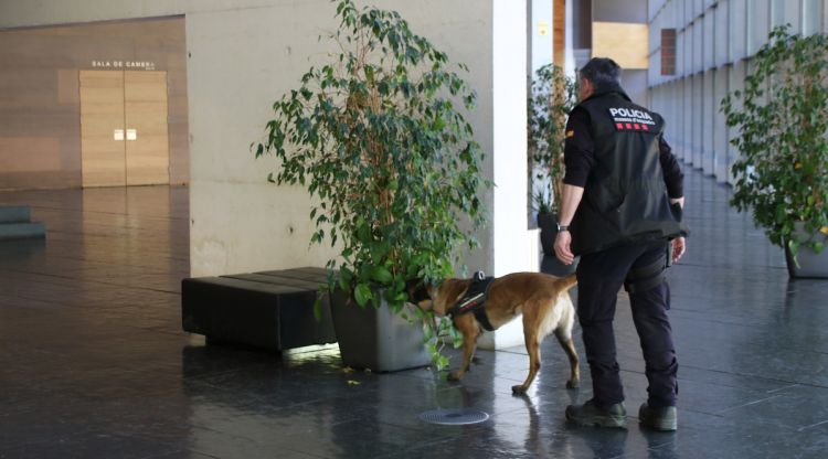 Un gos entrenat per a buscar explosius, dins l'Auditori de Girona. ACN