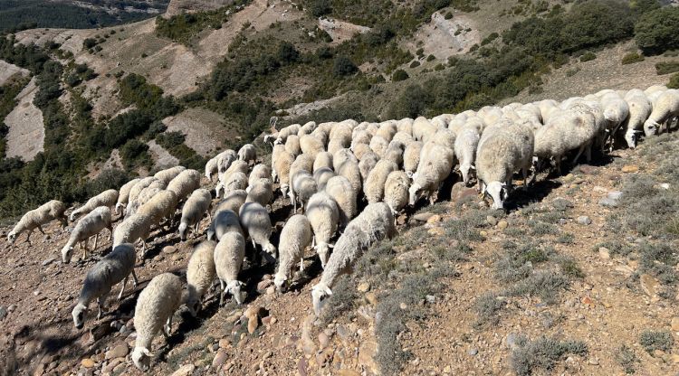 Un ramat d'ovelles al Pallars Jussà. ACN