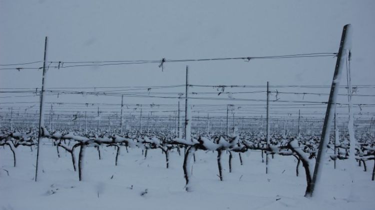 Imatge d'un conrreu de vinya afectat per la nevada © Elena Manera