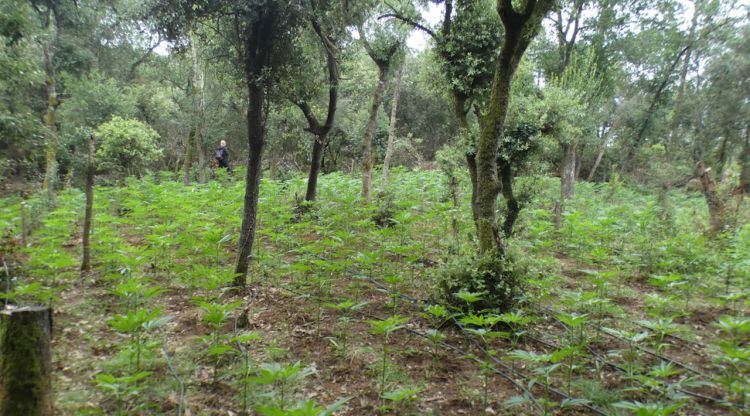 Un dels camps plens de plantes de marihuana a Sant Miquiel de Campmajor. ACN