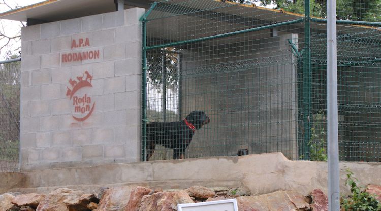 Un gos de raça perillosa ocupnt un recinte per tres gossos a la protectora Rodamón de Palafrugell. ACN
