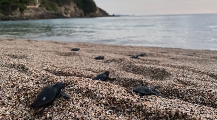 Les tortugues nascudes a Begur