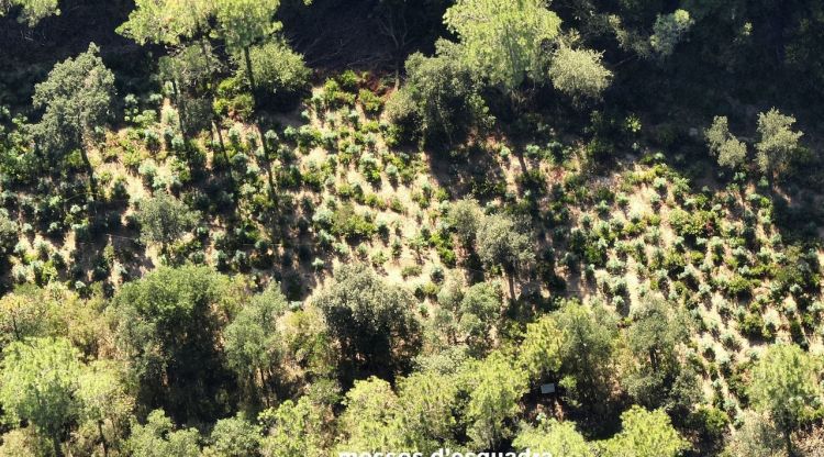 Les plantes de marihuana que es van trobar els Mossos a les Gavarres. ACN
