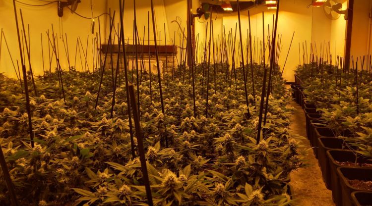 Una de les plantacions de Marihuana que els Mossos d'Esquadra i la Policia Local de Vidreres han desmantellat al municipi. ACN
