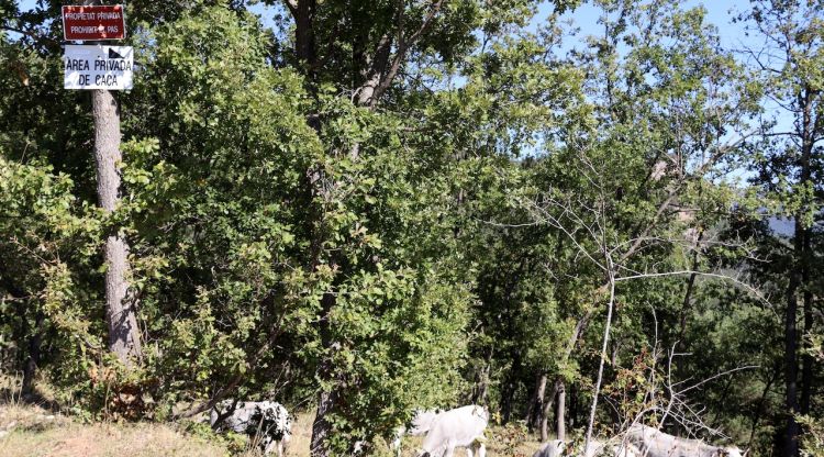 Un cartell que anuncia que és una àrea privada de caça amb vaques pasturant al fons. ACN