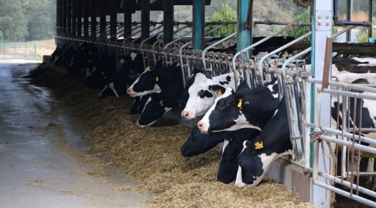 Vaques menjant en una granja de Cassà de la Selva. ACN