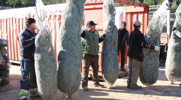 Treballadors de Can Jover Cultius carregant arbres de Nadal a un camió. ACN