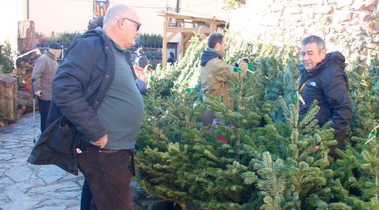 Un visitant mirant una parada d'avets a Espinelves. ACN