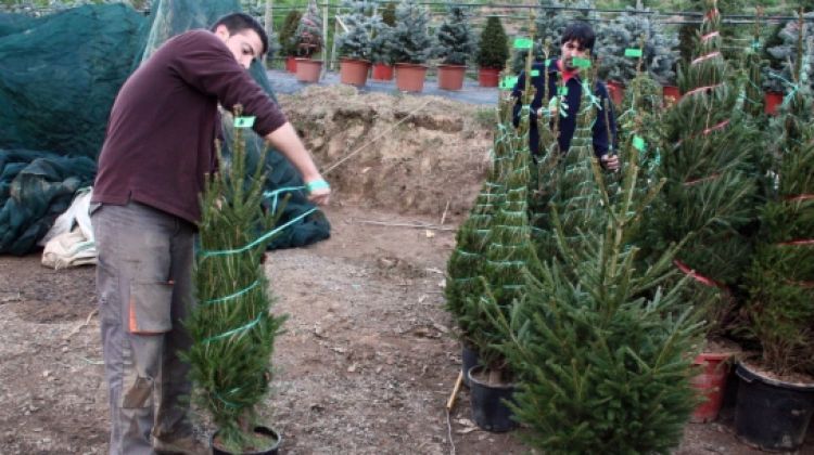 Un treballador d'un dels associats enllaça arbres de nadal © ACN