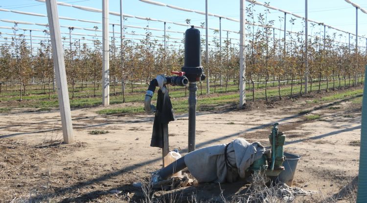 Una aixeta en un camp de regadiu a l'Armentera. ACN