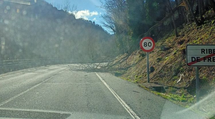 Un arbre caigut a la carretera N-260, aquest matí. Ripollès Meteo