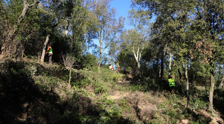 Uns operaris treballant en una zona de les Gavarres treient sotabosc. ACN