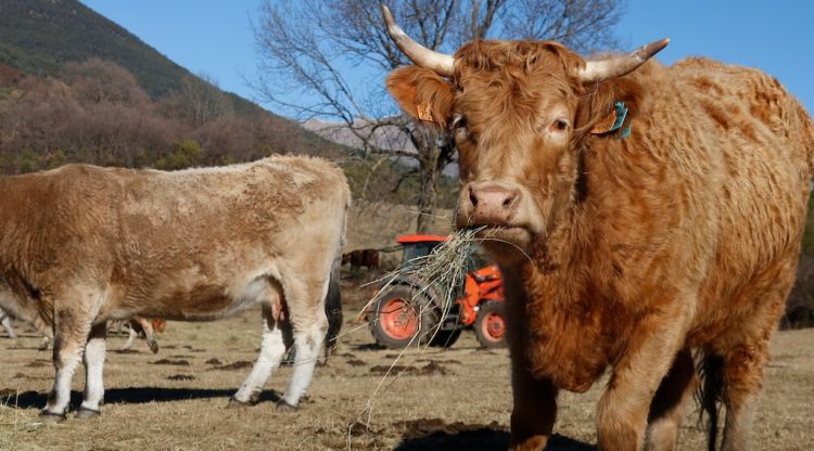 Una vaca menjant a Pardines. ACN