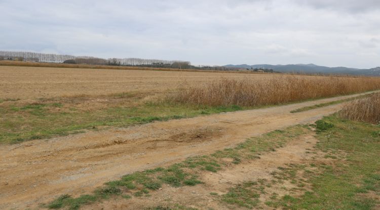 La zona de camps on es va trobar el vehicle de la víctima. ACN