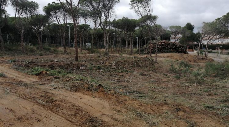 La pineda de la Fosca on s'han talat els arbres. ACN