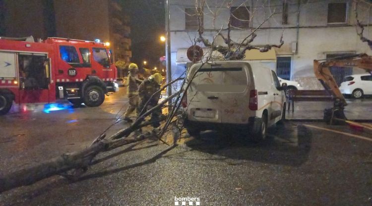 L'arbre caigut al carrer Sant Pau de Figueres