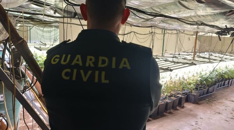 Un agent de la Guàrdia Civil amb la plantació de marihuana de fons. ACN