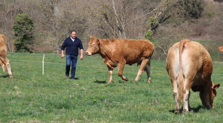 Un pagès caminant al costat de les seves vaques a la Garrotxa. ACN