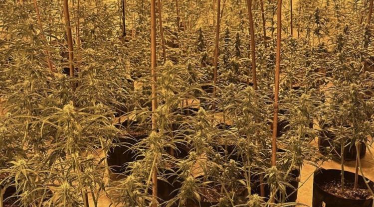 Una plantació de marihuana en una casa de la urbanització de la Goba de Vidreres. ACN
