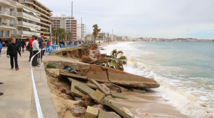 Les cinc palmeres que ha fet caure el temproal a Calonge i Sant Antoni. ACN