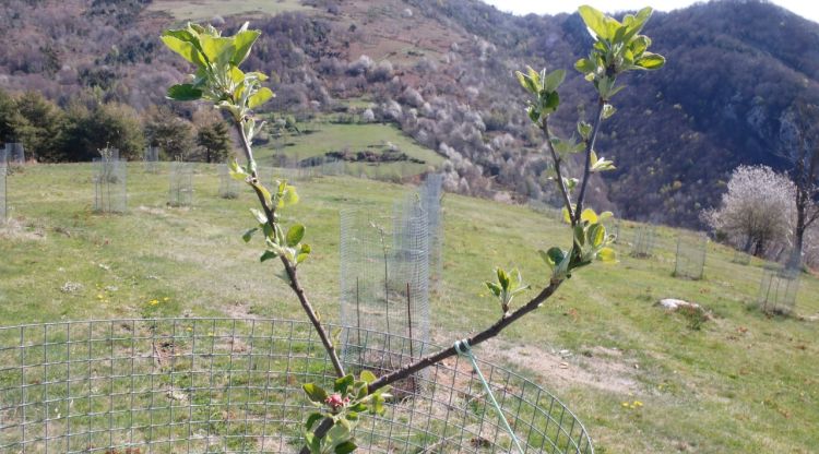 Les pomeres plantades a Rocabruna, al Ripollès. ACN